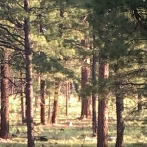 Meet your Posher, Cannon